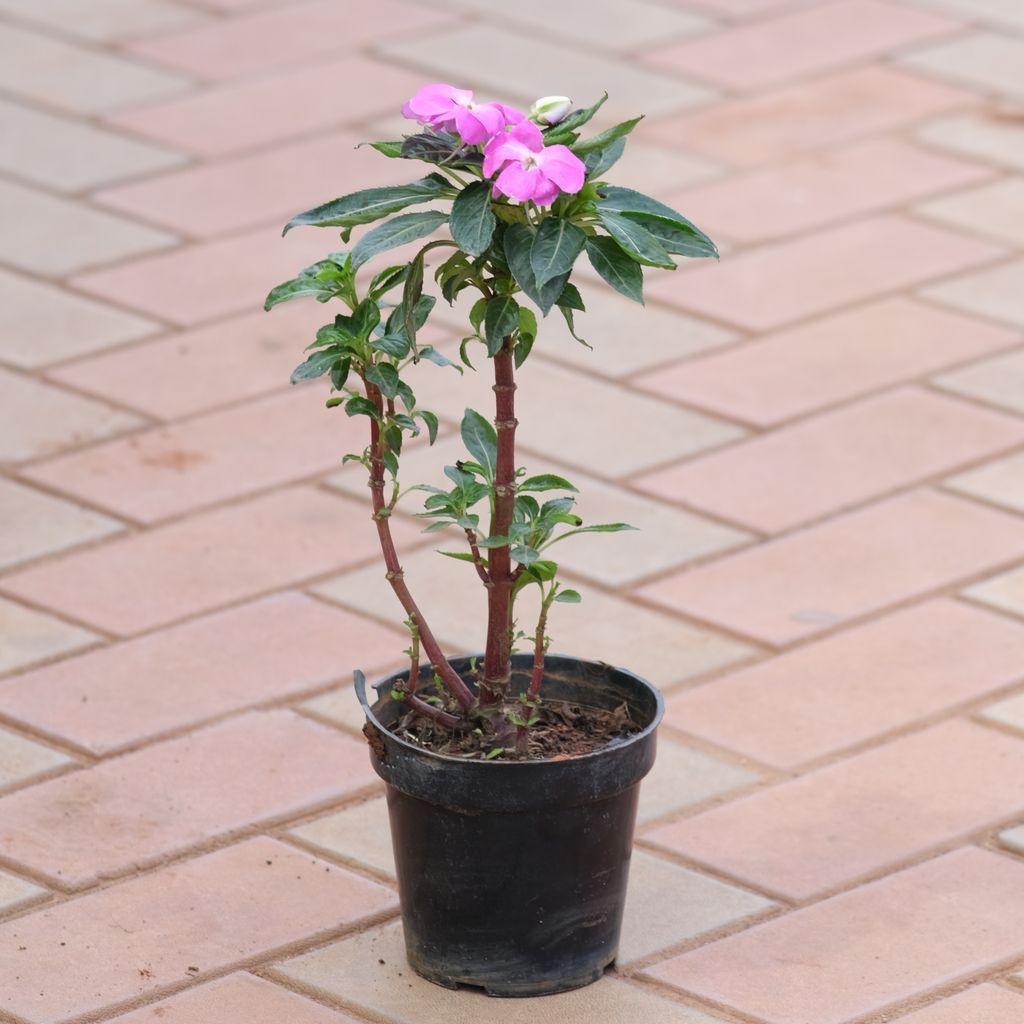 Impatiens Balsamina Pink in 4 Inch Nursery Pot