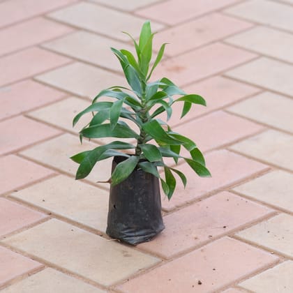 Song of India Green in 4 Inch Nursery Bag