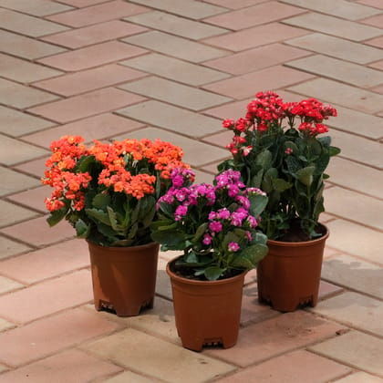 Buy Set Of 3 - Kalanchoe Succulent ( Red, Pink & Orange) in 4 Inch Plastic Pot Online | Urvann.com