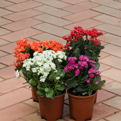 Buy Kalanchoe Special - Set Of 4 Kalanchoe Succulent ( Red , Pink ,Orange & White) in 4 Inch Plastic Pot Online | Urvann.com