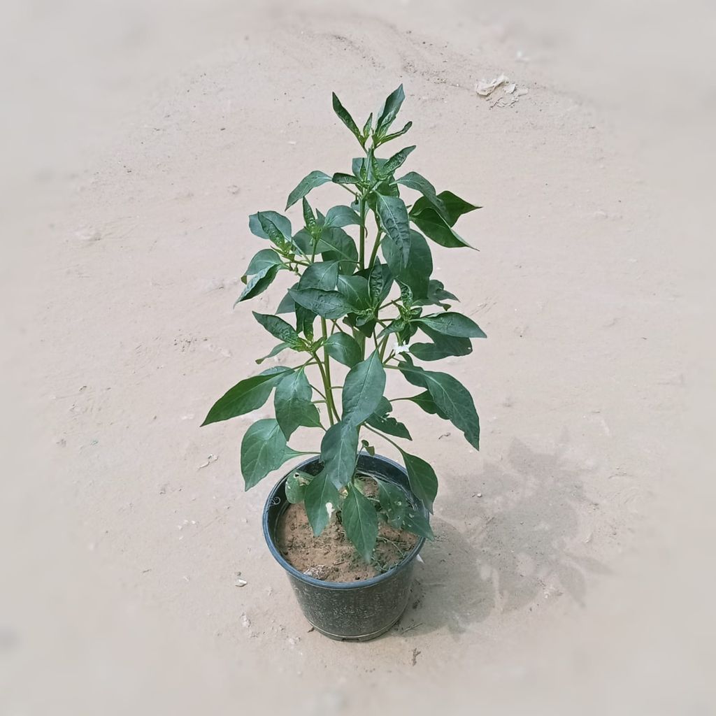 Chilli / Mirchi Plant in 6 Inch Nursery Pot