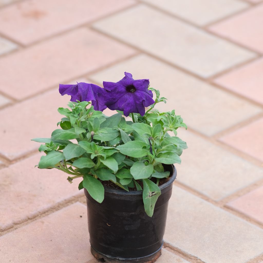 Petunia in 4 Inch Nursery Pot (Any Colour)