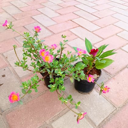 Buy Set of 2 - Celosia / Cockscomb & Portulaca Moss Rose (any colour) in 4 Inch Plastic Pot Online | Urvann.com