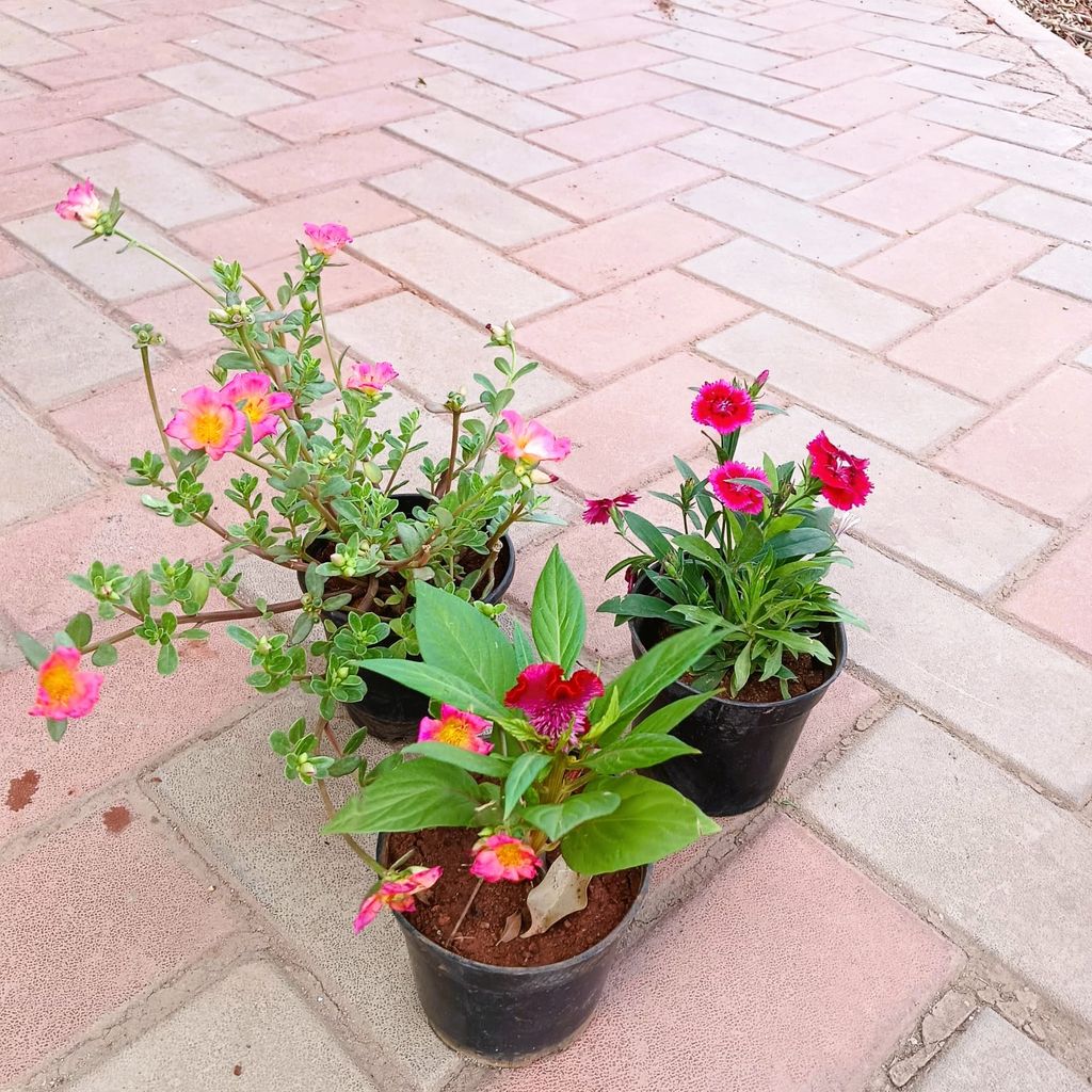 Set of 3 - Portulaca Moss Rose, Dianthus & Celosia (any colour) in 4 Inch Nursery Pot