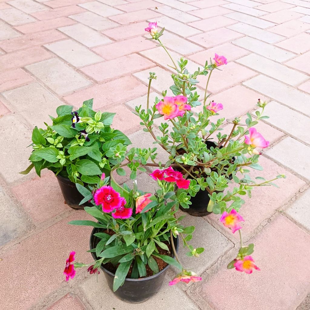 Set of 3 - Portulaca Moss Rose, Torenia / Wishbone & Celosia/ Cockscomb (any colour) in 4 Inch Nursery Pot