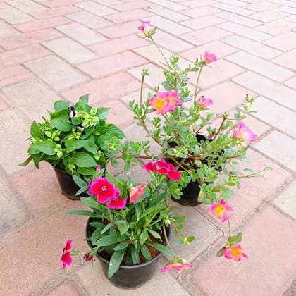 Buy Set of 3 - Portulaca Moss Rose, Torenia / Wishbone & Celosia/ Cockscomb (any colour) in 4 Inch Plastic Pot Online | Urvann.com