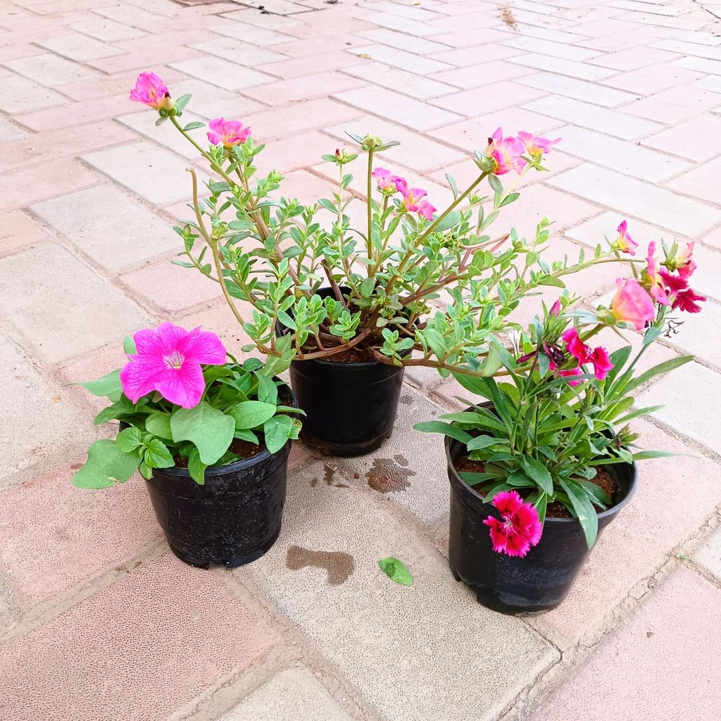 Set of 3 - Dianthus, Portulaca Moss Rose & Petunia (any colour) in 4 Inch Nursery Pot