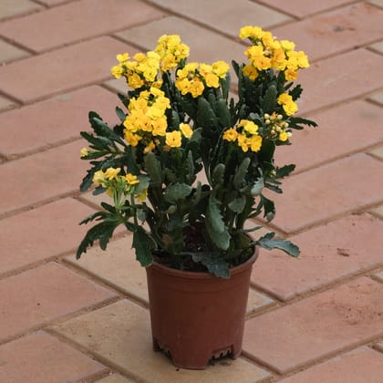 Buy Kalanchoe Yellow Succulent in 4 Inch Plastic Pot Online | Urvann.com