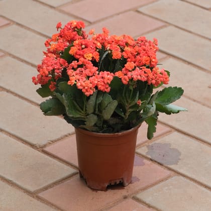 Buy Kalanchoe Succulent Orange in 4 Inch Plastic Pot Online | Urvann.com