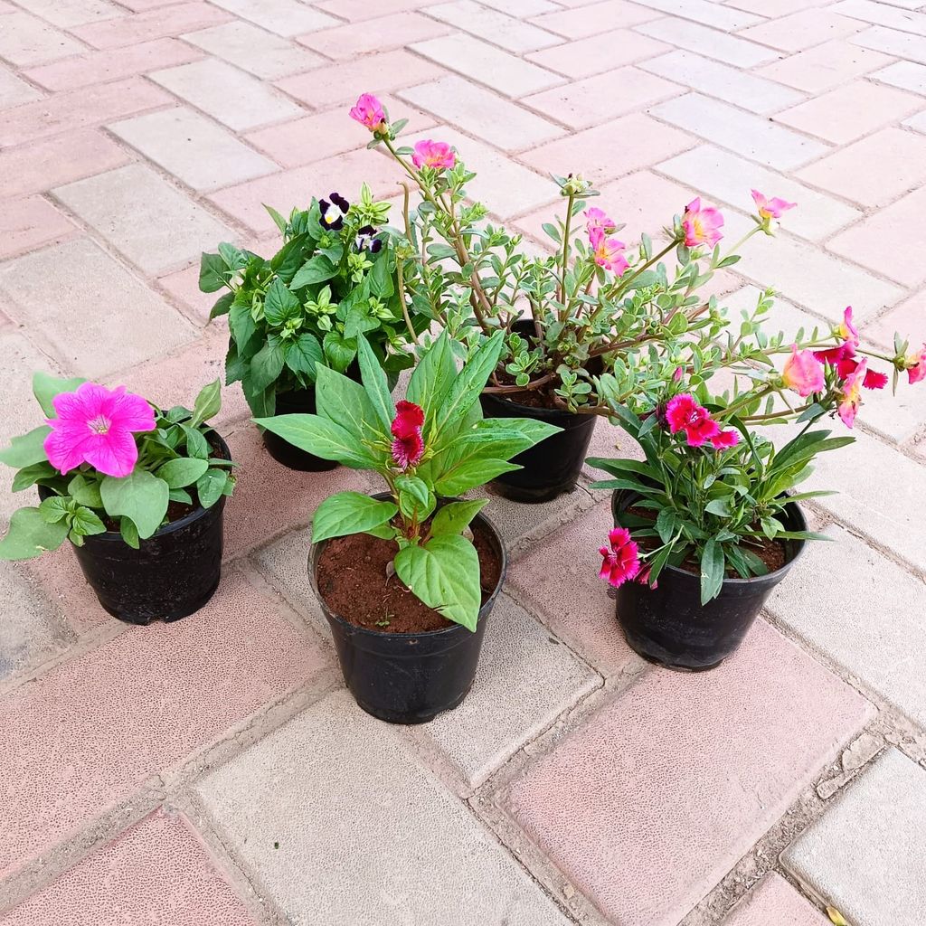 Flowering Special - Set of 5- Portulaca Moss Rose, Petunia, Dianthus, Torenia / Wishbone & Celosia / Cockscomb (any colour) in 4 Inch Nursery Pot