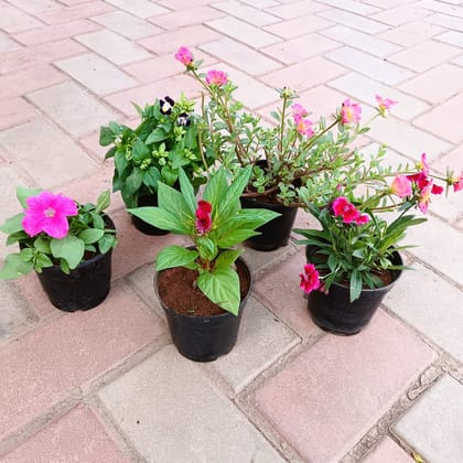 Buy Flowering Special - Set of 5- Portulaca Moss Rose, Petunia, Dianthus, Torenia / Wishbone & Celosia / Cockscomb (any colour) in 4 Inch Plastic Pot Online | Urvann.com