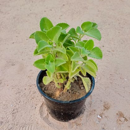 Ajwain Plant in 6 Inch Nursery Pot