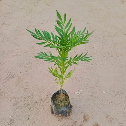 Marigold / Genda (any colour) in 4 Inch Nursery Bag