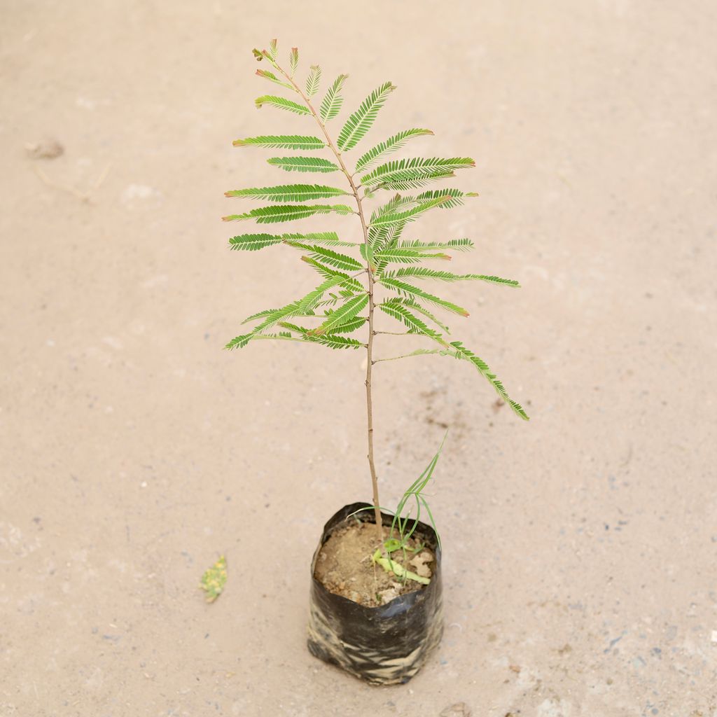 Amla / Indian Gooseberry in 4 inch Nursery Bag