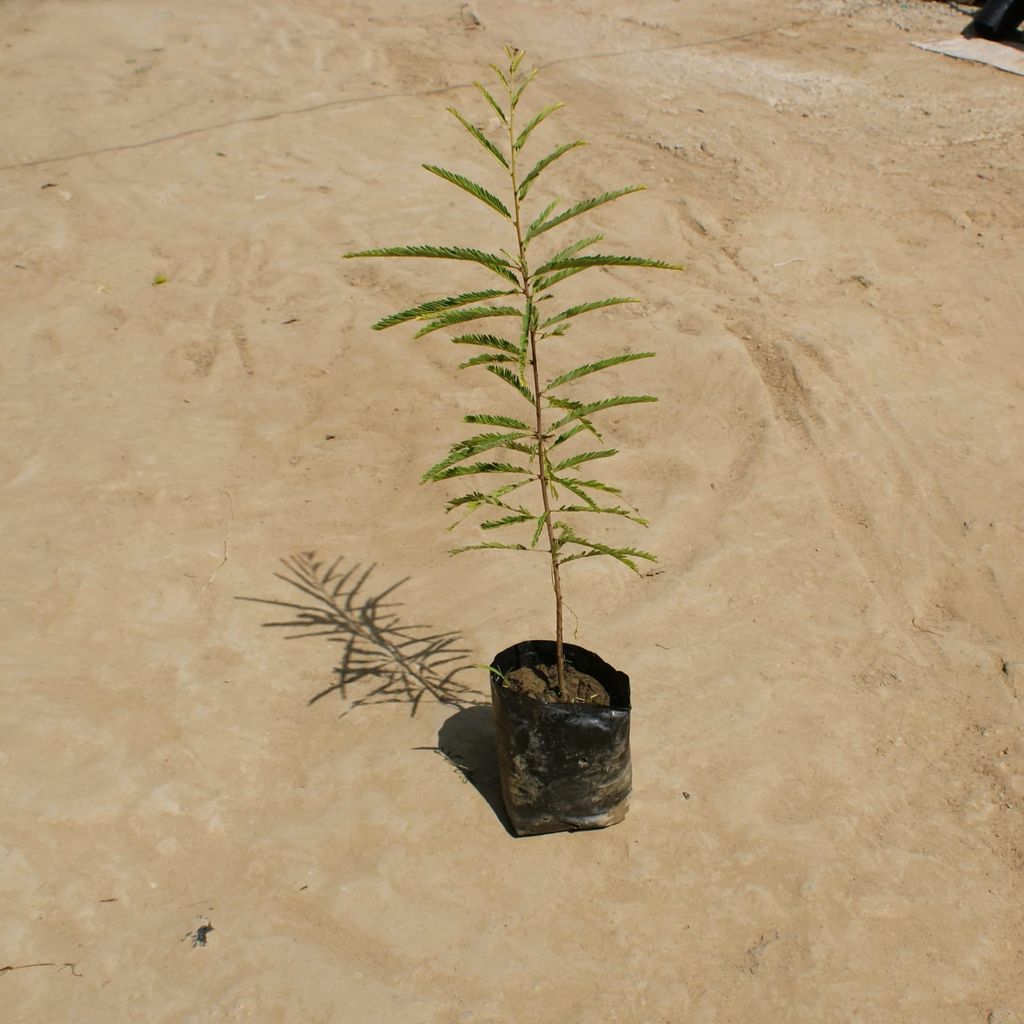 Amla / Indian Gooseberry in 4 Inch Nursery Bag