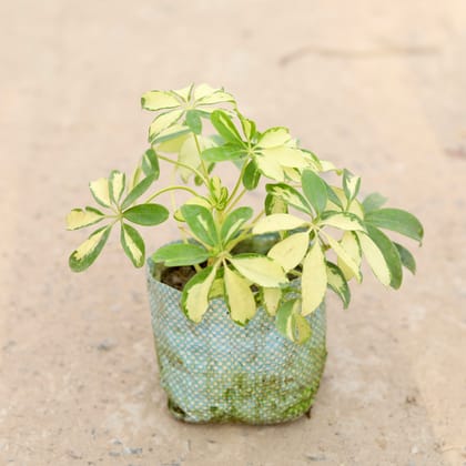 Buy Schefflera Variegated Mini in 4 inch Nursery Bag Online | Urvann.com