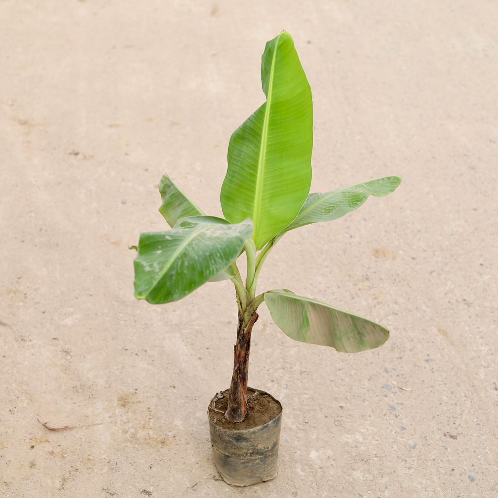 Banana Hybrid in 4 inch Nursery Bag