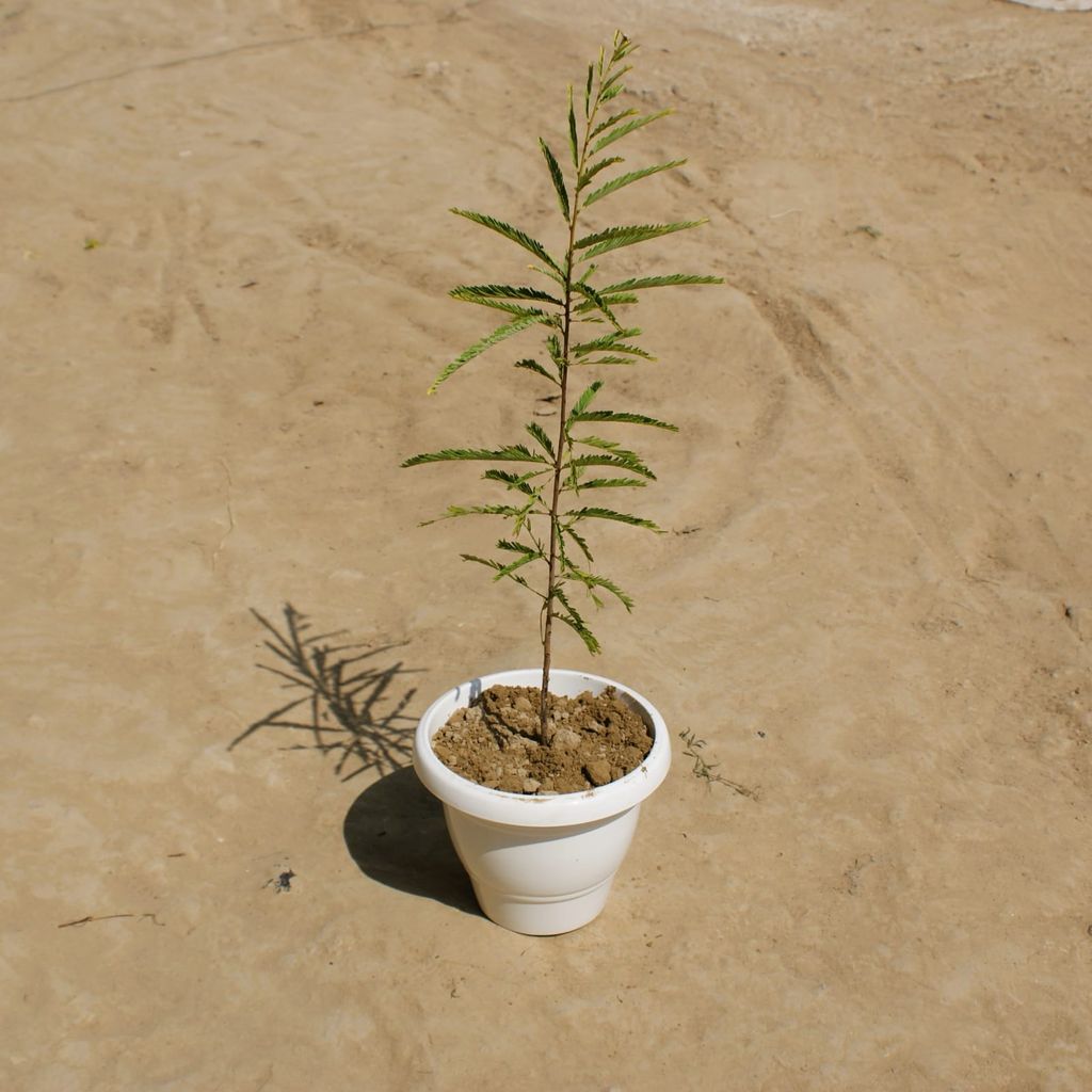 Amla / Indian Gooseberry (~ 2 Ft) in 8 Inch Classy White Plastic Pot