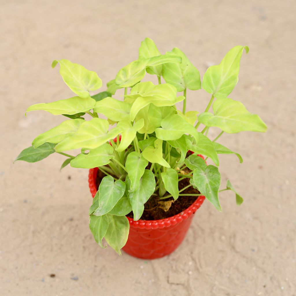 Xanadu Golden in 4 inch Nursery Pot