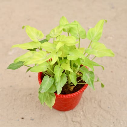 Buy Xanadu Golden in 4 inch Nursery Pot Online | Urvann.com