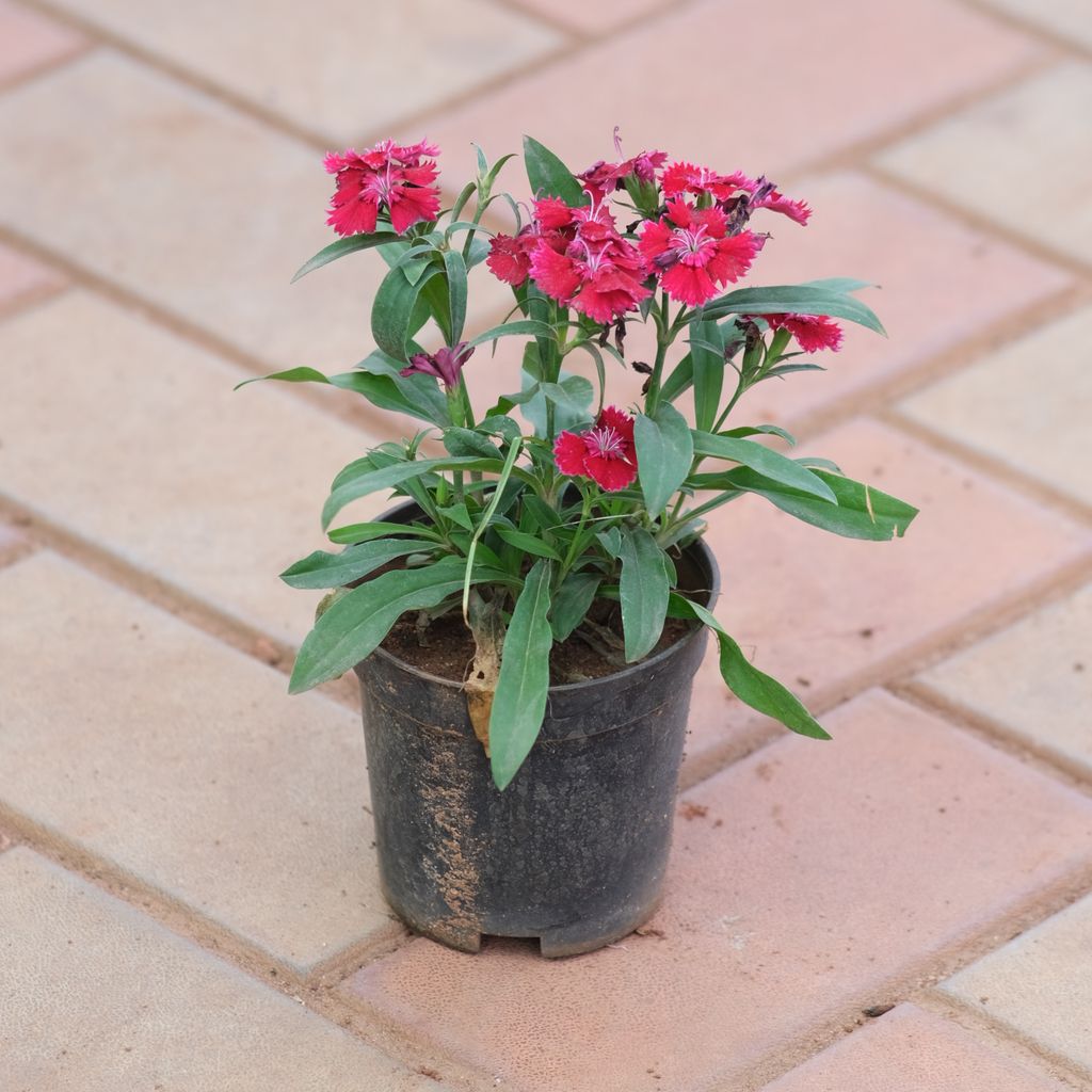 Dianthus Red in 4 Inch Nursery Pot