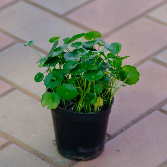 Free Next Day Delivery Brahmi Dollar Pennywort Coin Plant in