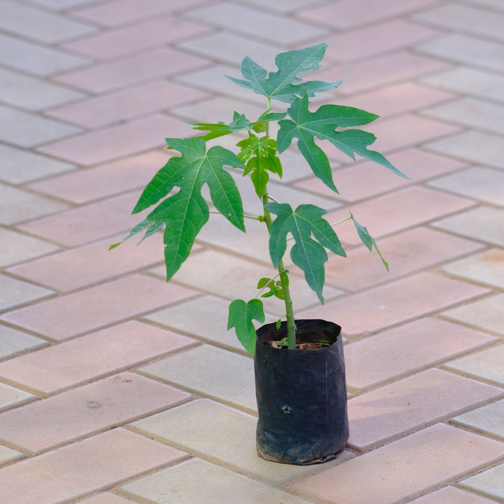 Papaya Plant in 4 Inch Nursery Bag