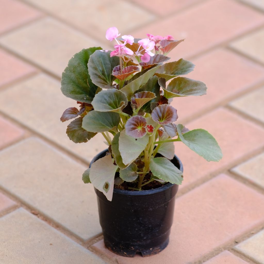 Begonia Pink in 4 Inch Nursery Pot