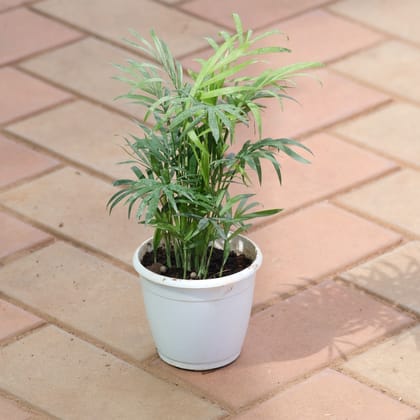 Chameadorea Palm in 4 Inch Nursery Pot