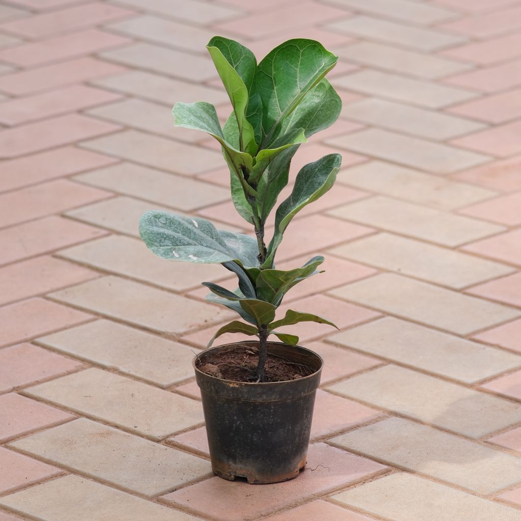 Fiddle-Leaf Fig / Ficus Lyrata (~ 1 Ft) in 4 Inch Nursery Pot
