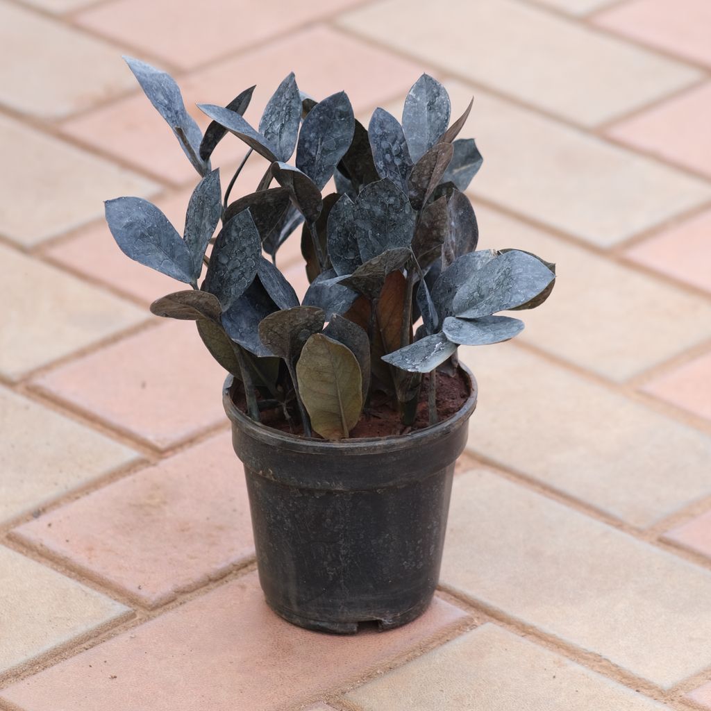 Black Zz Plant in 5 Inch Nursery Pot