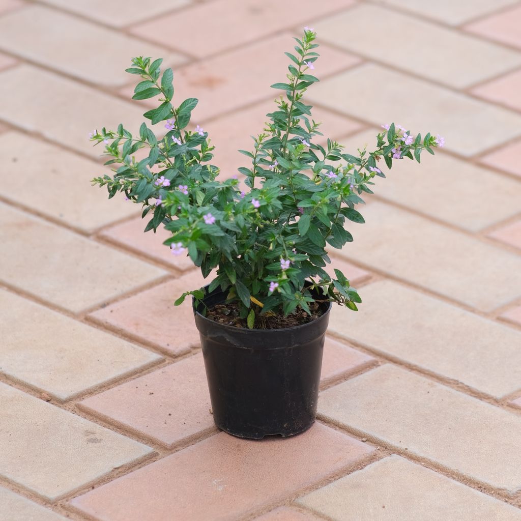 Cuphea / False Heather (any colour) in 4 Inch Nursery Pot