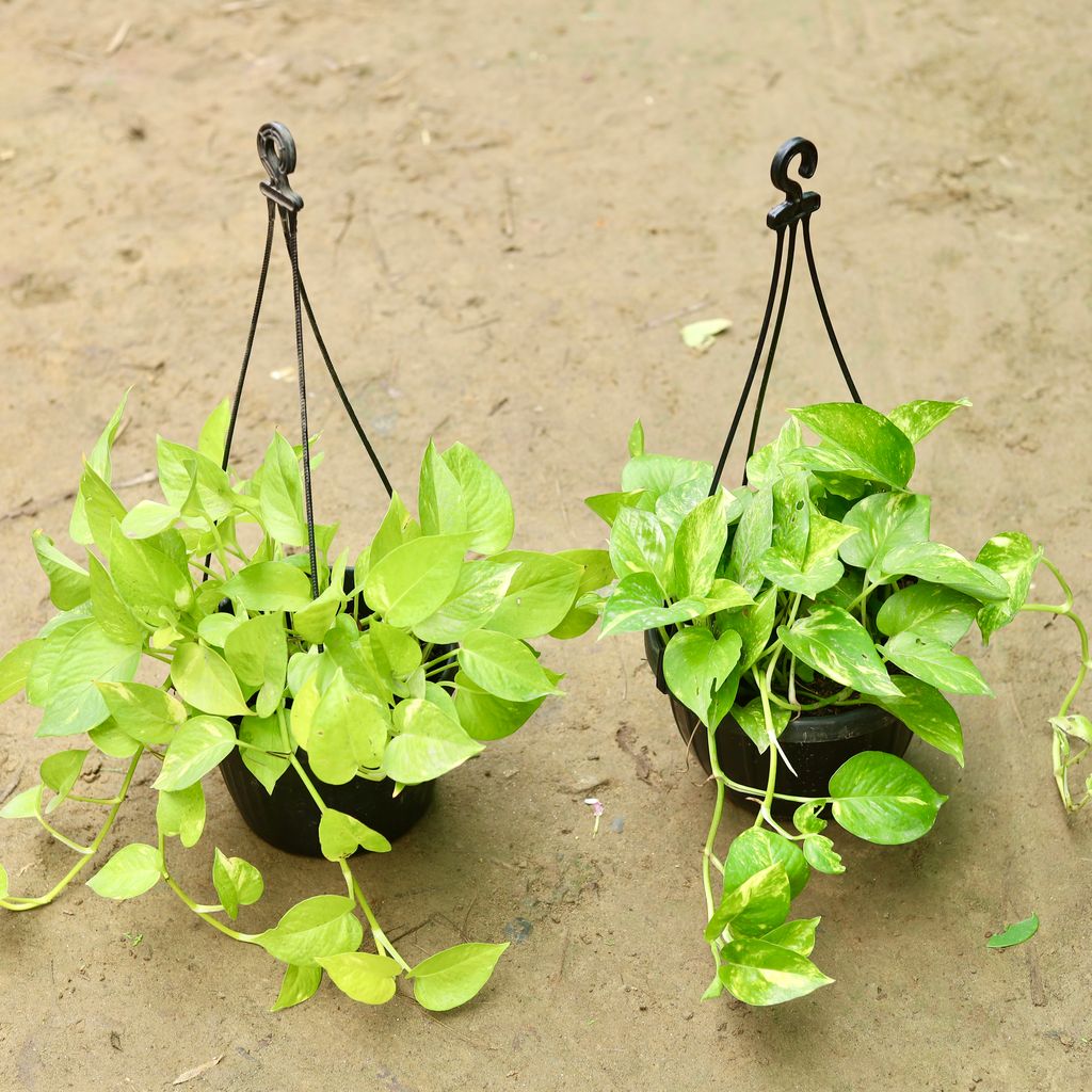 Set of 2 - Money Plant (Golden & Green) in 8 inch Hanging Pot (any colour)