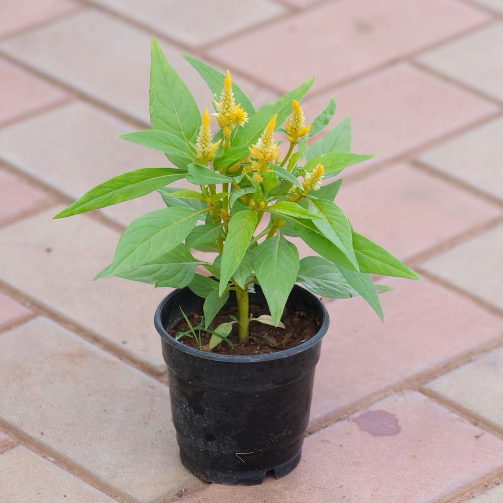 Celosia / Cockscomb Yellow in 4 Inch Nursery Pot