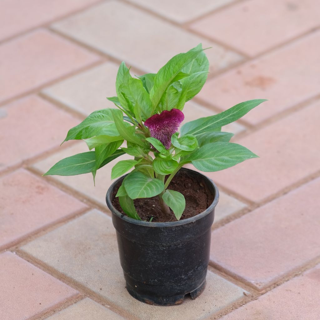 Celosia / Cockscomb Maroon in 4 Inch Nursery Pot