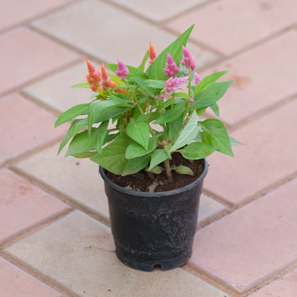 Buy Celosia Pink in 4 Inch Nursery Pot Online | Urvann.com