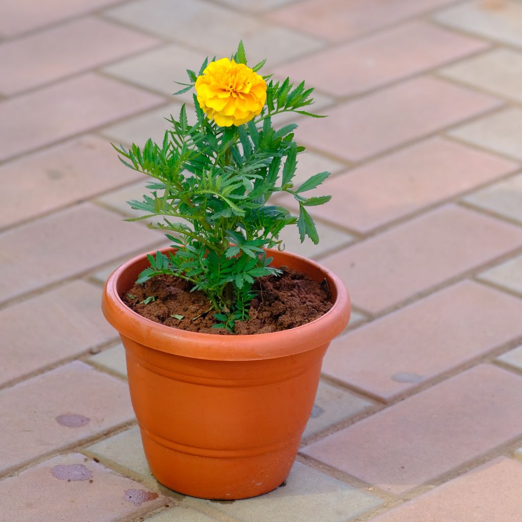 Marigold / Genda French Yellow in 7 Inch Classy Brown Plastic Pot