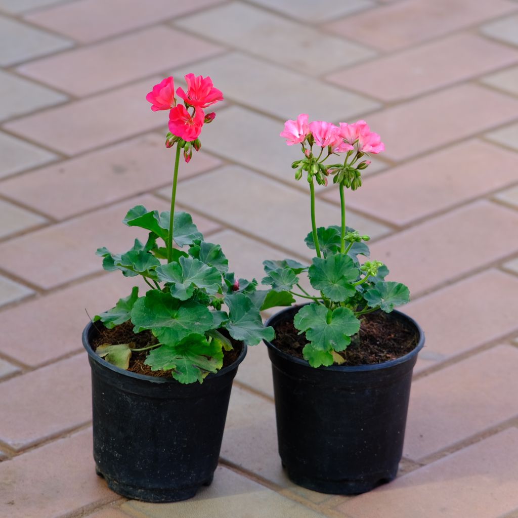 Set of 2 - Geranium (Pink & Red) in 4 Inch Nursery Pot