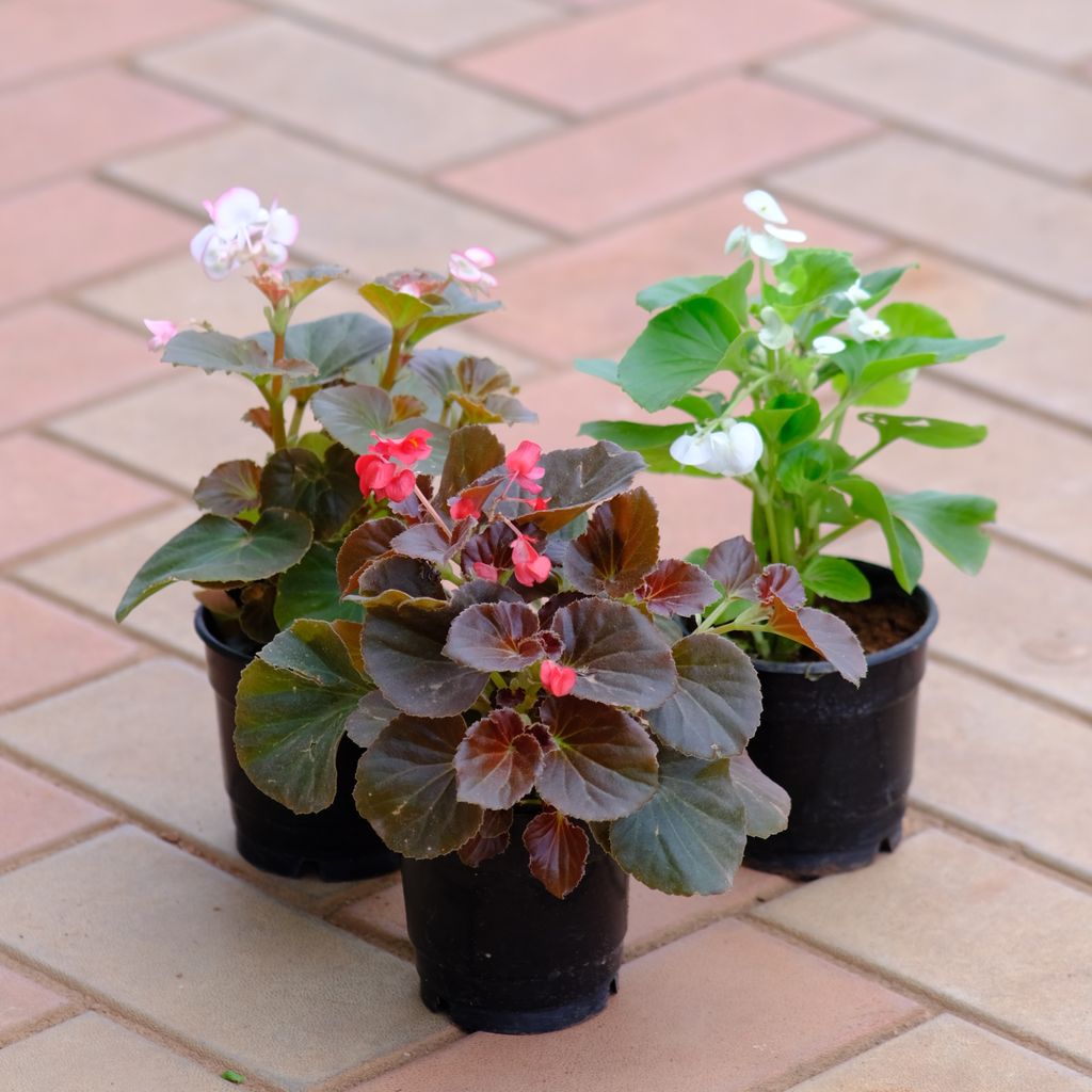 Set of 3 - Begonias (Different colours) in 4 Inch Nursery Pot