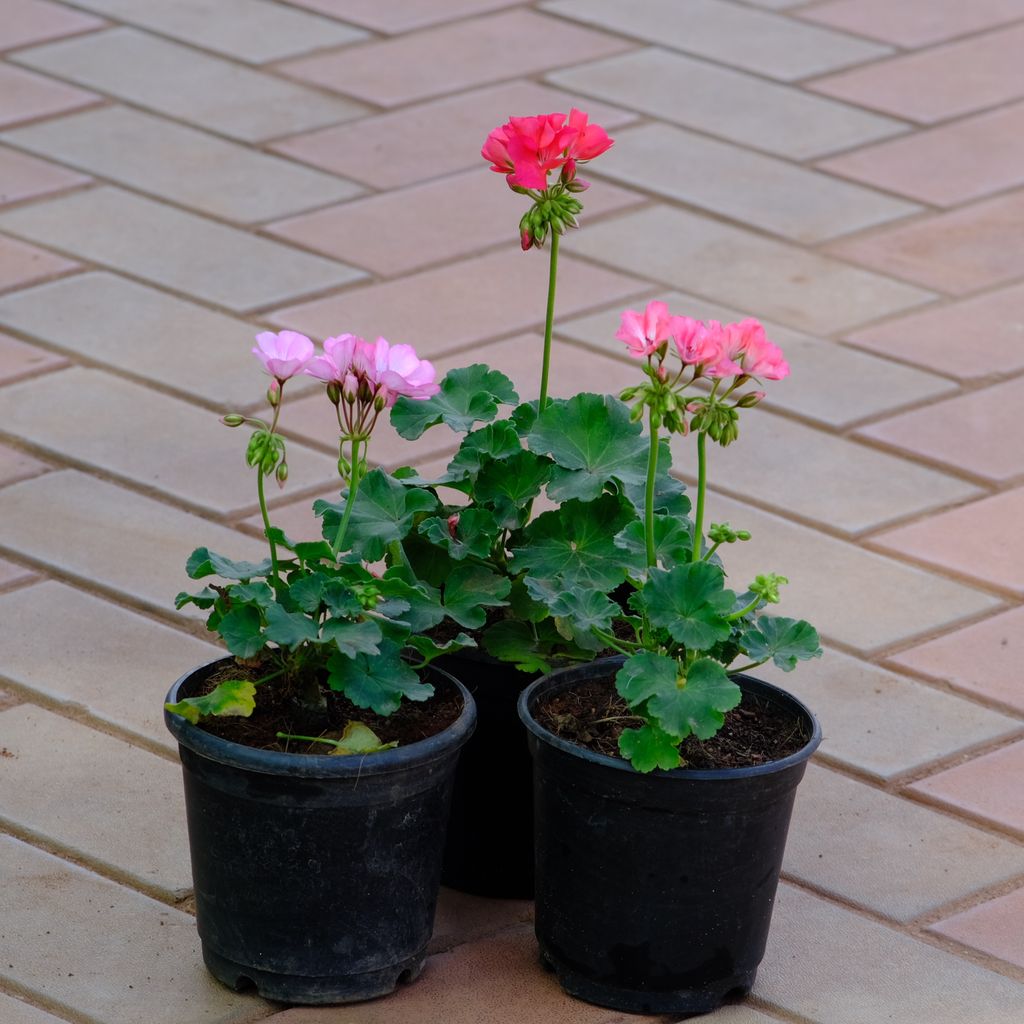 Set of 3 - Geranium (any colour) in 4 Inch Nursery Pot