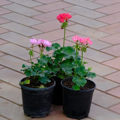 Buy Set of 3 - Geranium (any colour) in 4 Inch Nursery Pot Online | Urvann.com