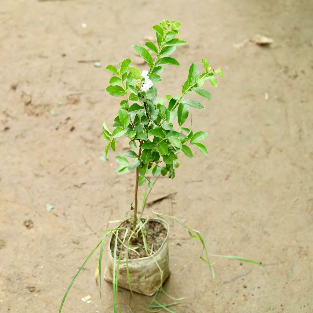 Pride of India / Lagerstroemia Indica White in 7 Inch Nursery Bag