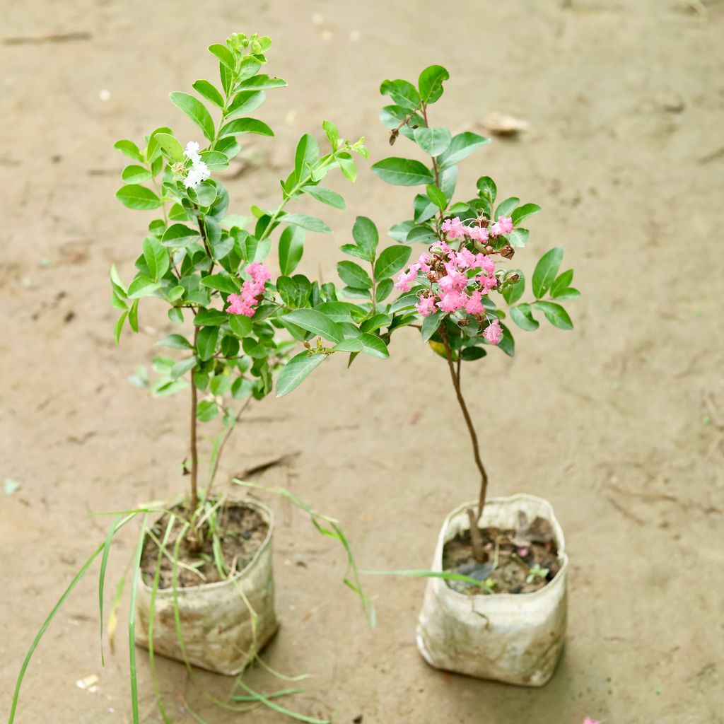 Set of 2 - Pride of India / Lagerstroemia Indica (Pink & White) in 7 Inch Nursery Bag