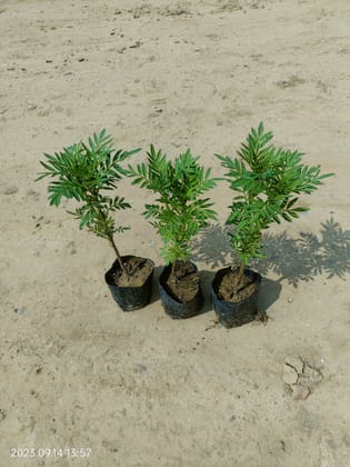 Set of 3 Marigold / Genda yellow in 4 Inch Nursery Bag