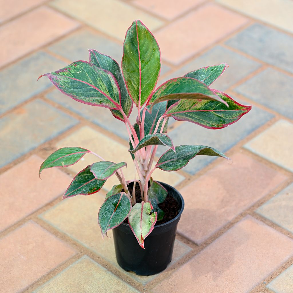 Aglaonema Lipstick in 4 Inch Nursery Pot