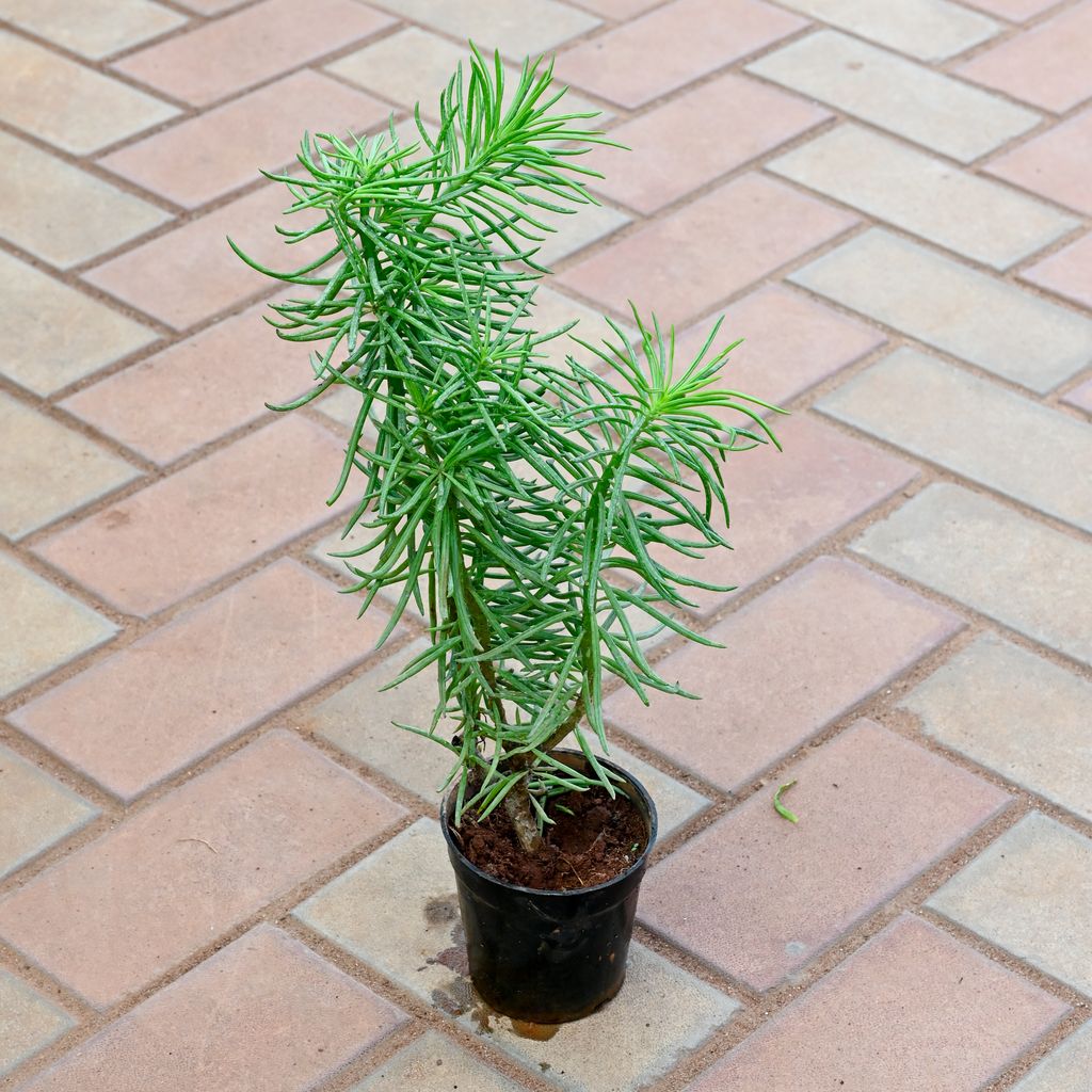 Pine Succulent in 4 Inch Nursery Pot