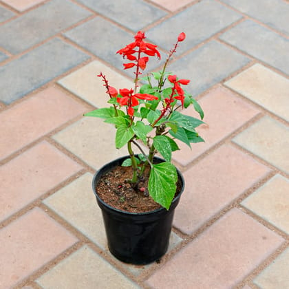Salvia Red in 4 Inch Nursery Pot