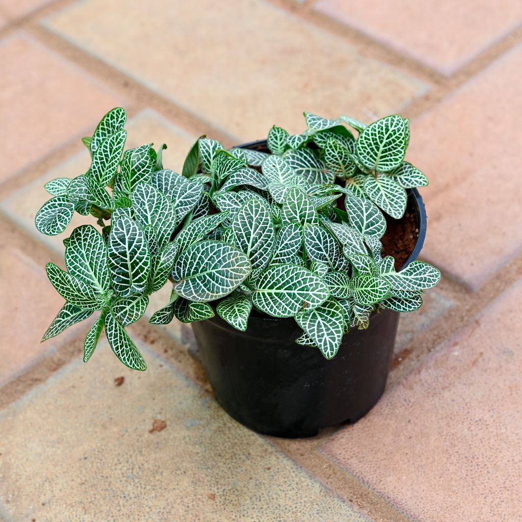 Fittonia in 5 Inch Nursery Pot