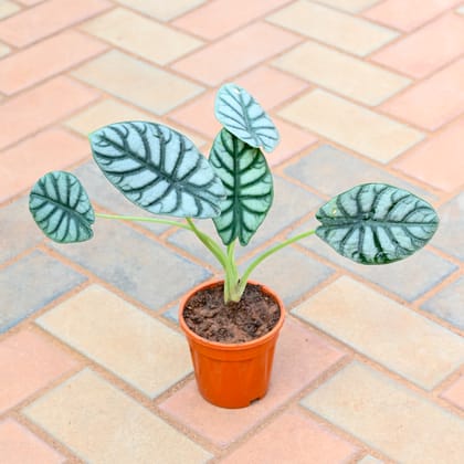 Alocasia Dragon Scale in 4 Inch Nursery Pot