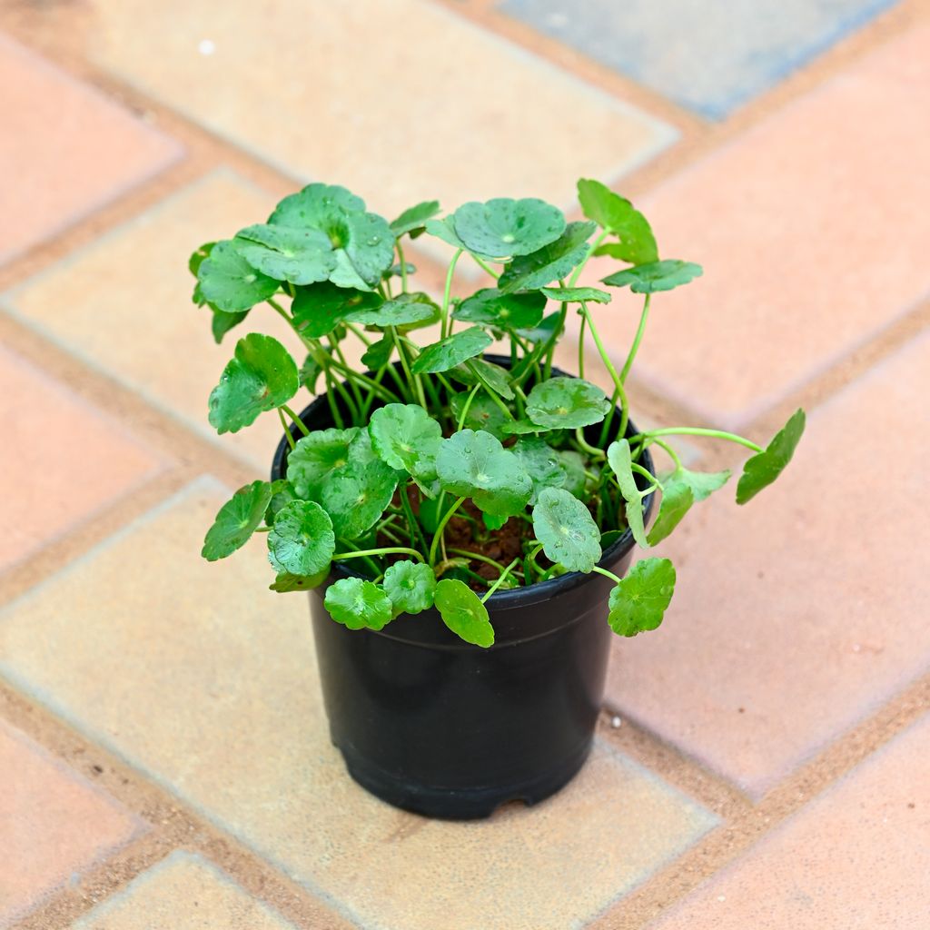 Brahmi Dollar Plant in 4 Inch Nursery Pot